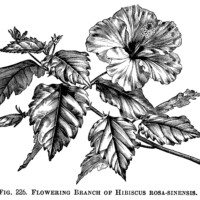 hibiscus clip art, flowering branch, flower clip art, vintage botanical engraving, black and white graphics, free printable flower