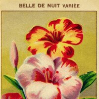 free vintage clip art French seed label belle de nuit