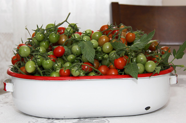 cherry tomato, fall harvest 