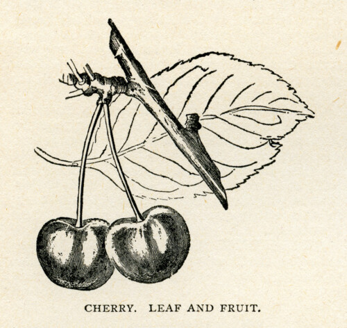 cherry clip art, cherry leaf and fruit, vintage botanical fruit, black and white graphics, garden clipart