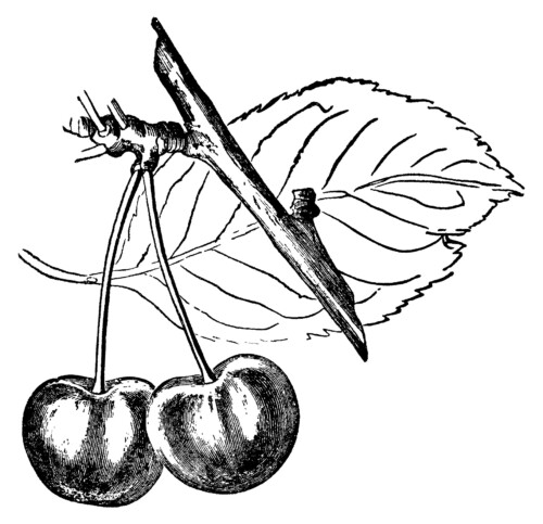 cherry clip art, cherry leaf and fruit, vintage botanical fruit, black and white graphics, garden clipart