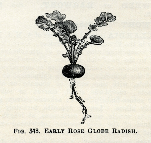 radish clip art, early rose globe radish, vintage garden graphics, vegetable clip art, black and white clip art
