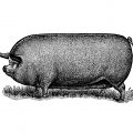 English White Sow, vintage pig clip art, black and white graphics, farm animal art, printable pig illus