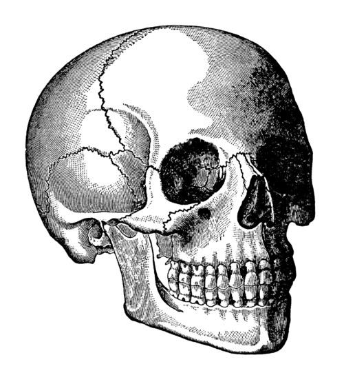 skull clip art, human head skull, vintage printable, black and white graphics, halloween clip art