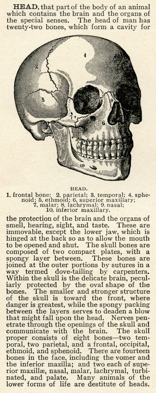skull clip art, human head skull, vintage printable, black and white graphics, halloween clip art