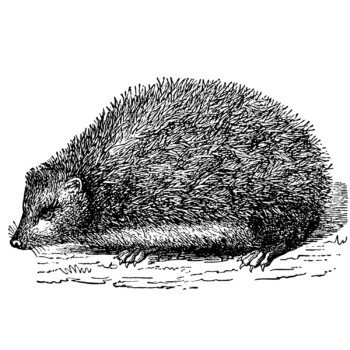 hedgehog clip art, vintage digital, black and white graphics, animal clipart, encyclopedia clipping