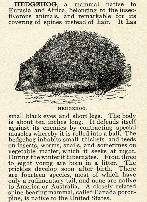 hedgehog clip art, vintage digital, black and white graphics, animal clipart, encyclopedia clipping
