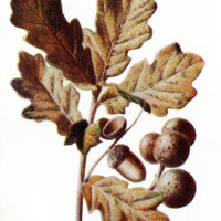 oak tree clip art, fall colored leaves, oak leaves acorns, botanical graphics, vintage nature clip art