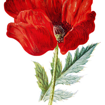 poppy clip art, Oriental poppy, vintage flower illus, Frederick Hulme, red flower graphic