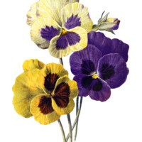 pansy clip art, F Edward Hulme, vintage flower illus, yellow purple flowers, floral printable art