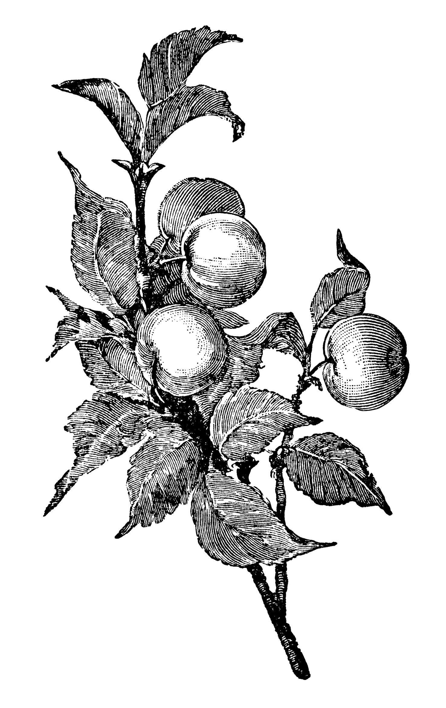 apple clip art, apple illustration, black and white graphics, old book pages, junk journal printable