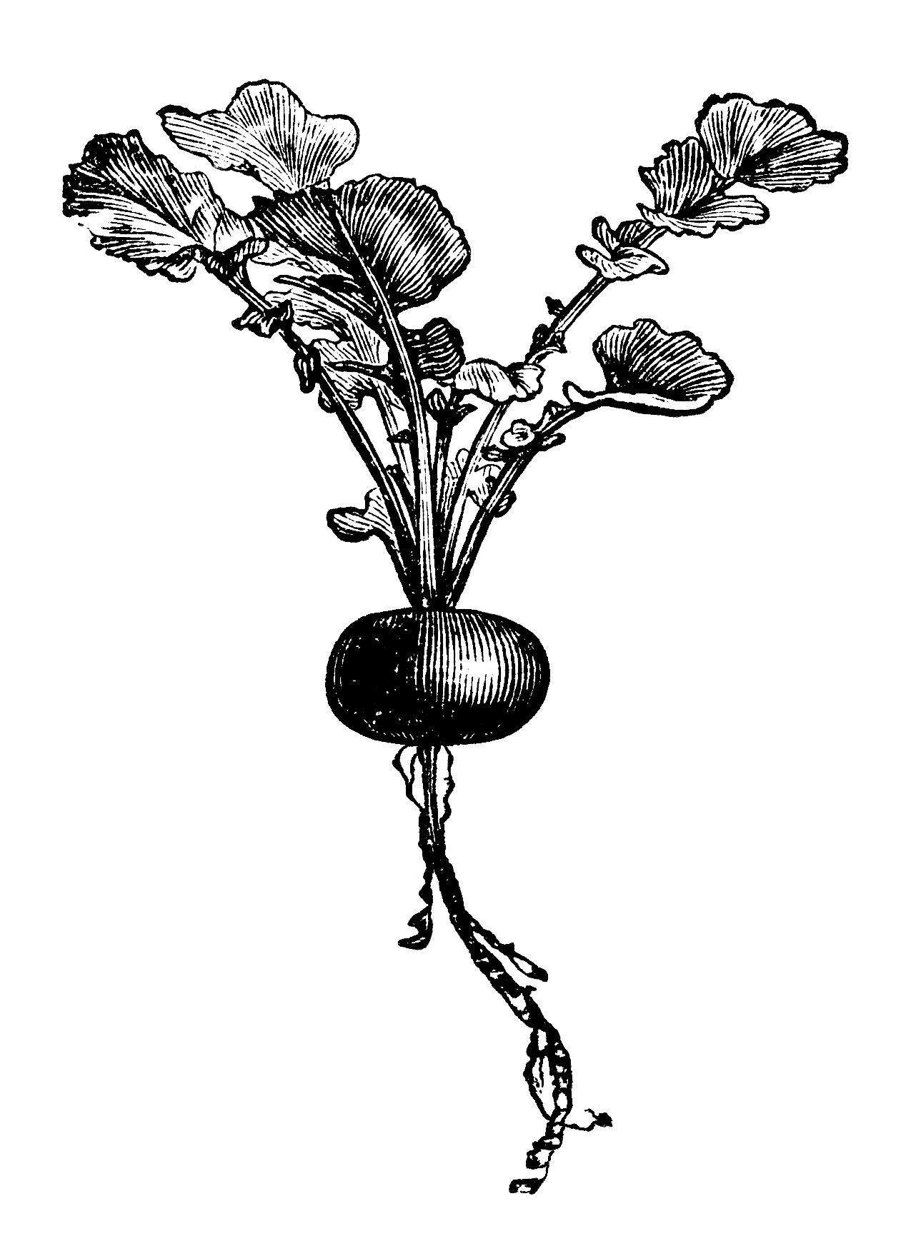 radish clip art, early rose globe radish, vintage garden graphics, vegetable clip art, black and white clip art