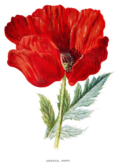 poppy clip art, Oriental poppy, vintage flower illus, Frederick Hulme, red flower graphic