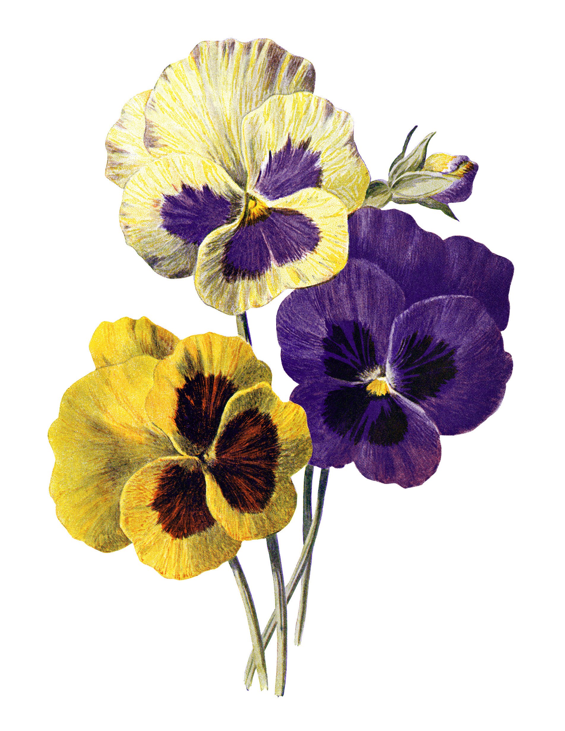 pansy clip art, F Edward Hulme, vintage flower illus, yellow purple flowers, floral printable art