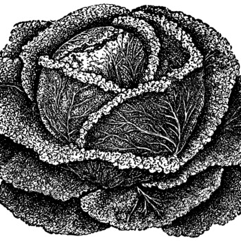 cabbage clip art, vintage garden, drumhead savoy, cabbage illustration, vegetable graphics, black and white clipart