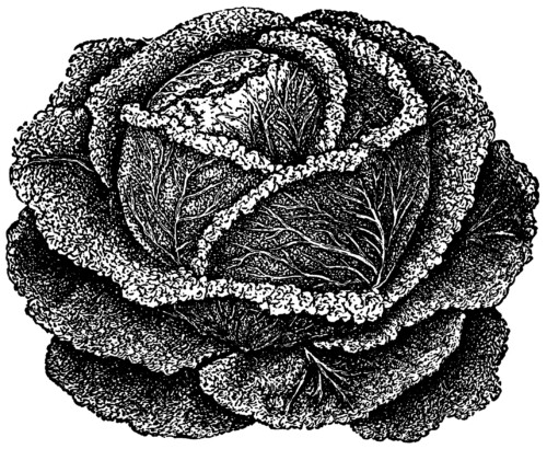 cabbage clip art, vintage garden, drumhead savoy, cabbage illustration, vegetable graphics, black and white clipart