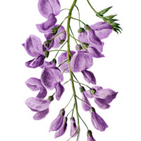 wisteria clip art, F Edward Hulme, vintage flower illus, purple flower, floral printable art, vintage wisteria art
