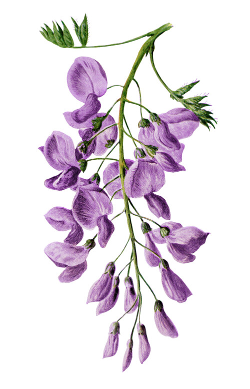 wisteria clip art, F Edward Hulme, vintage flower illus, purple flower, floral printable art, vintage wisteria art