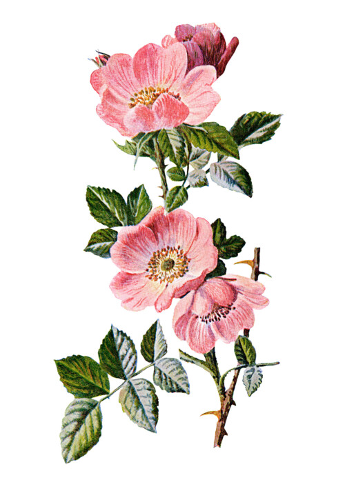 rose clip art, sweet briar, vintage flower illustration, wild rose image, Frederick Edward Hulme