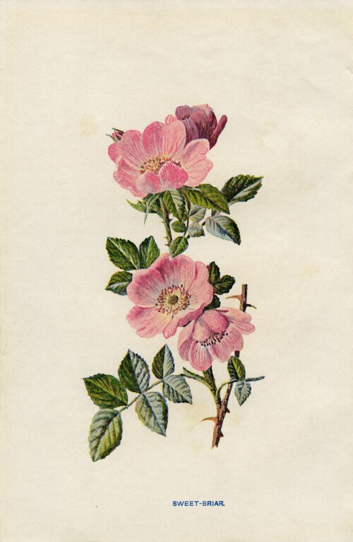 rose clip art, sweet briar, vintage flower illustration, wild rose image, Frederick Edward Hulme