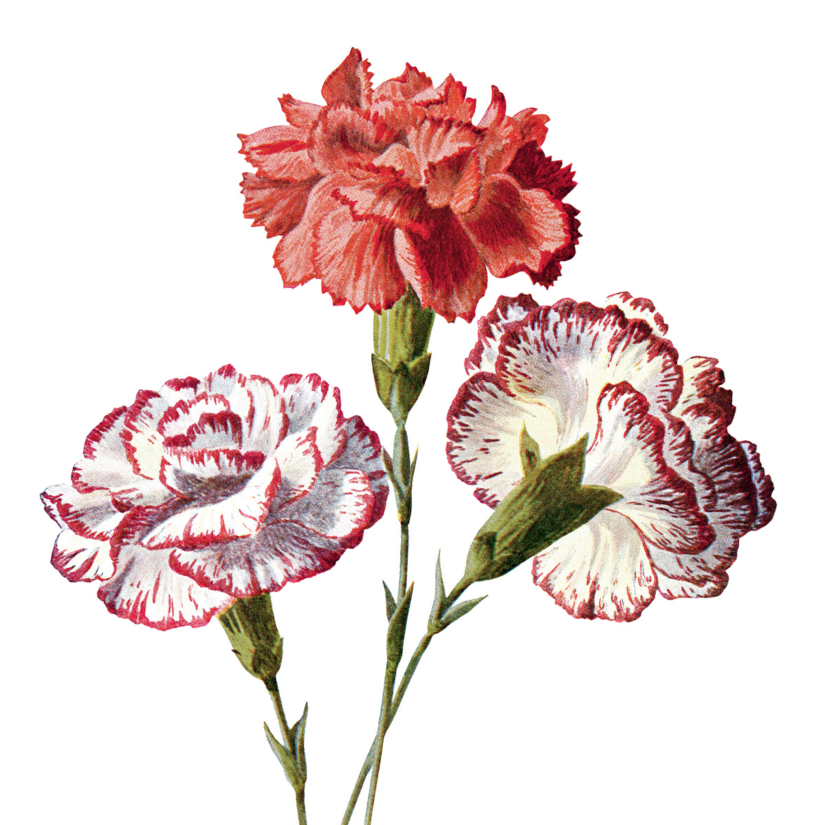 clipart flowers carnation