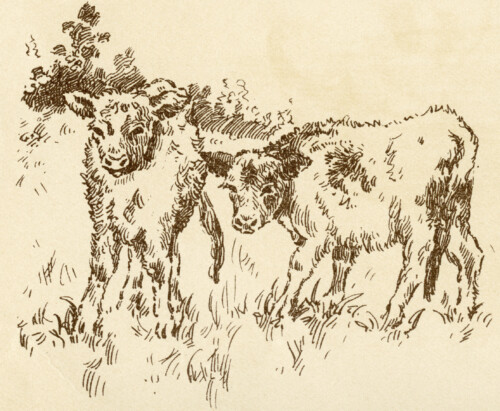 free vintage clip art calf cow in farm field