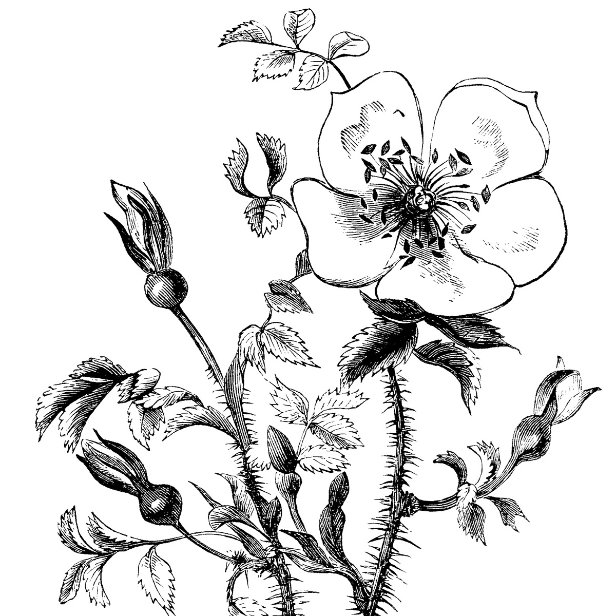Ботаническая иллюстрация монохром