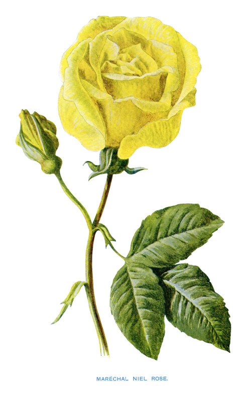 Free Vintage Clip Art Yellow Rose - The Old Design Shop