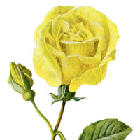 Free Vintage Clip Art Yellow Rose