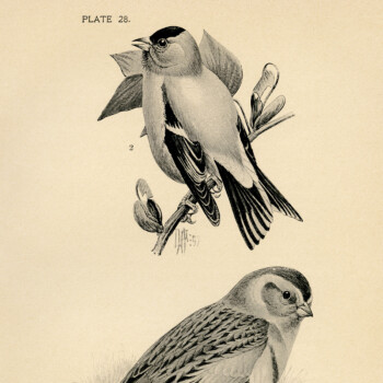 free vintage birds illustration snowflake goldfinch