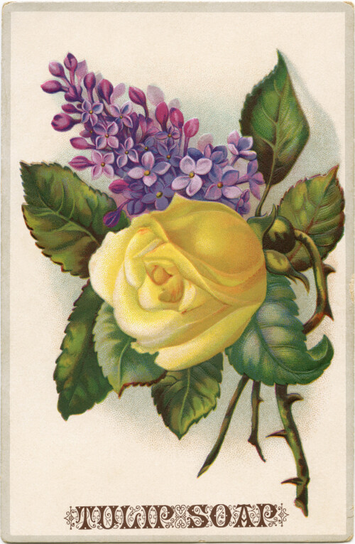 free clip art yellow rose purple lilac Victorian Tulip Soap card