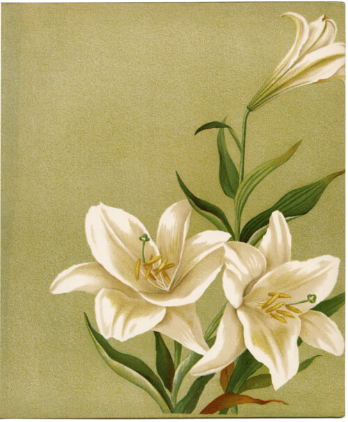 free vintage printable white lilies illustration