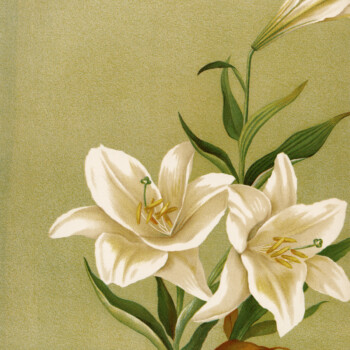 free vintage printable white lilies illustration