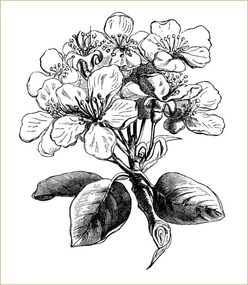 free vintage clip art pear blossom black and white engraving
