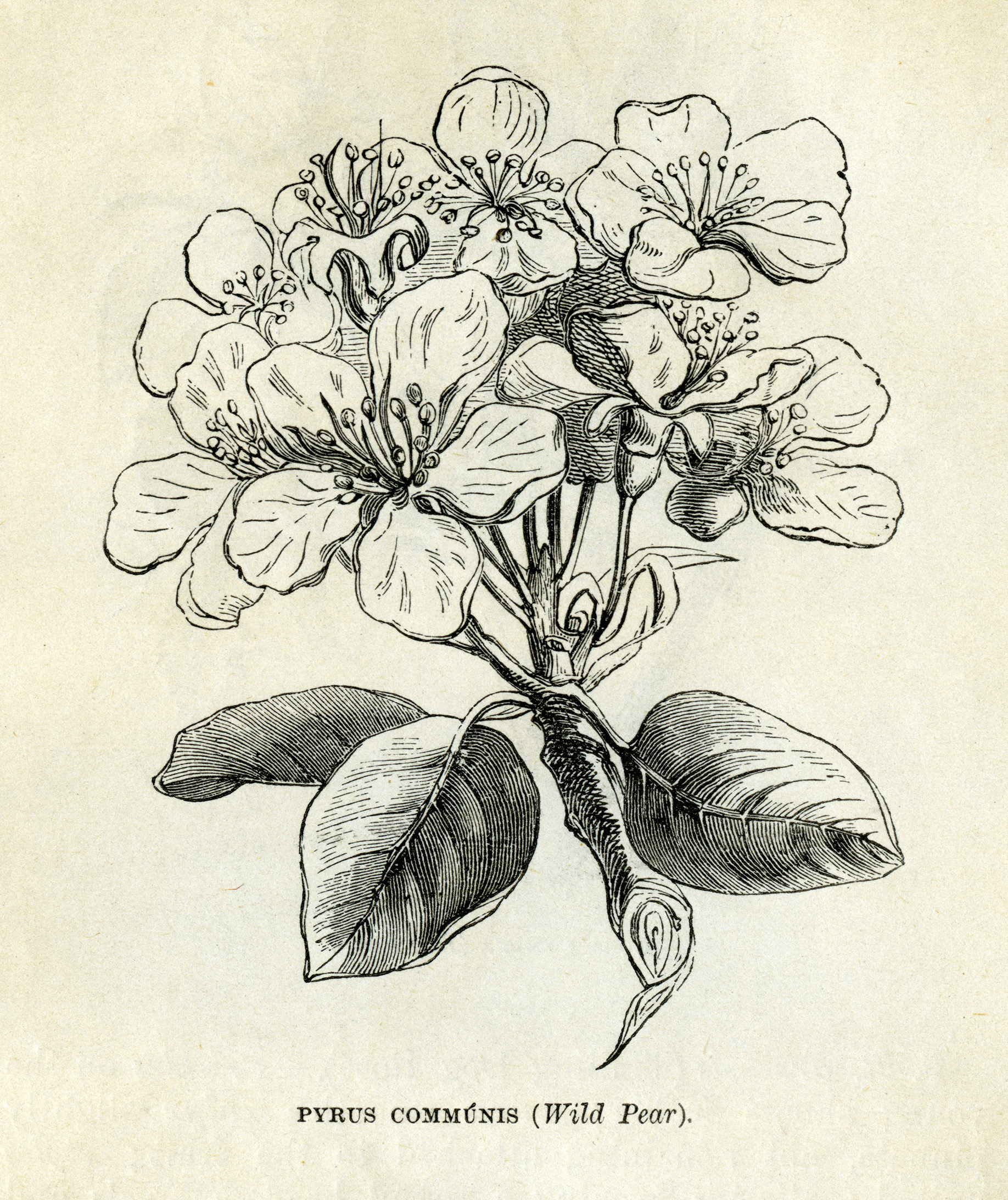 pear blossom drawing