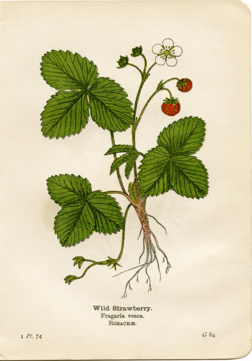 Free Vintage Printable Wild Strawberry Botanical Illustration
