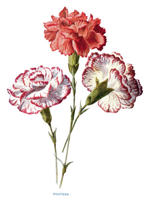 free vintage carnation clip art red white picotees flower illustration