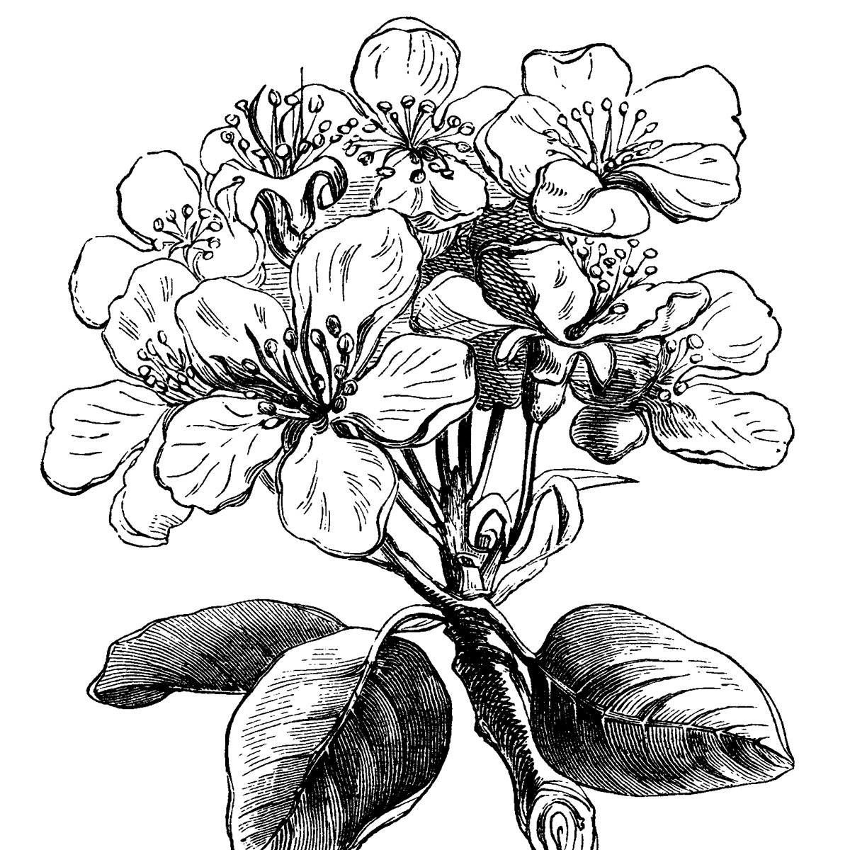 free vintage clip art pear blossom black and white engraving