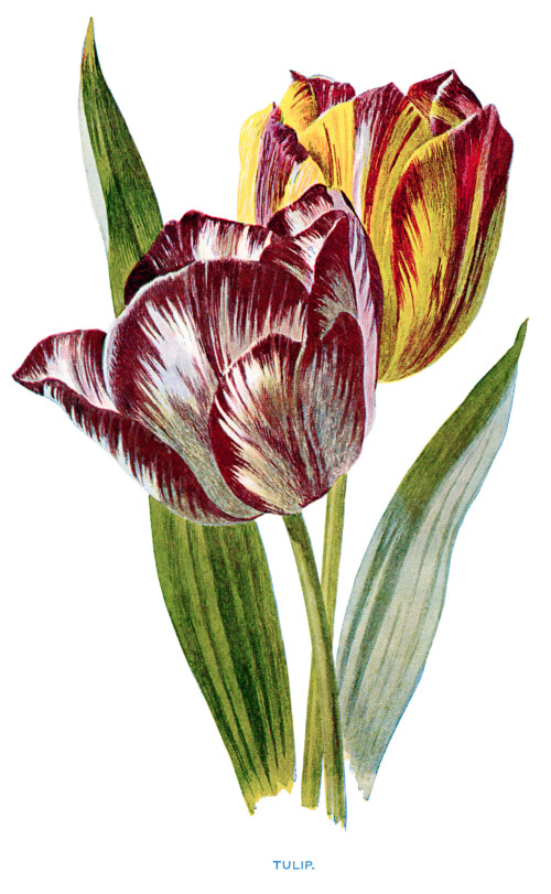free vintage tulip clip art yellow purple flower illustration