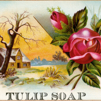 free victorian clip art tulip soap with roses trade card vintage ephemera