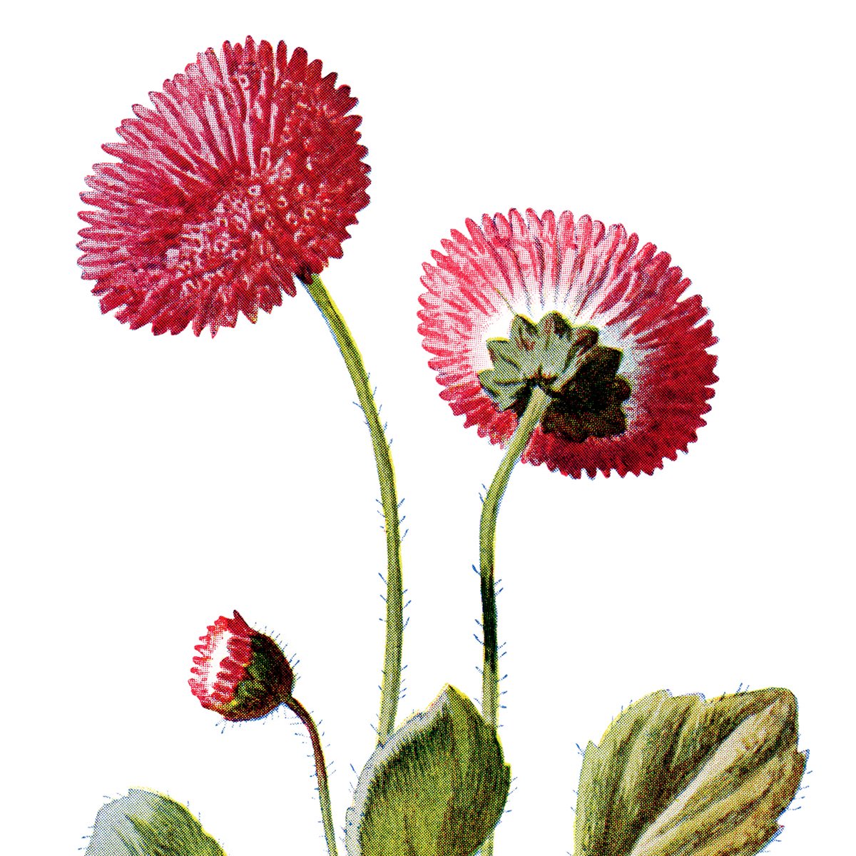 free vintage clip art double daisy pink flower illustration