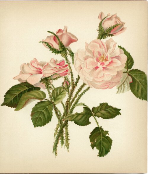 free vintage printable art moss rose flower illustration