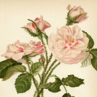 free vintage printable art moss rose flower illustration