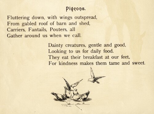 free vintage clip art pigeons poem and illustration