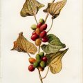 black bryony free vintage botanical clip art illustration