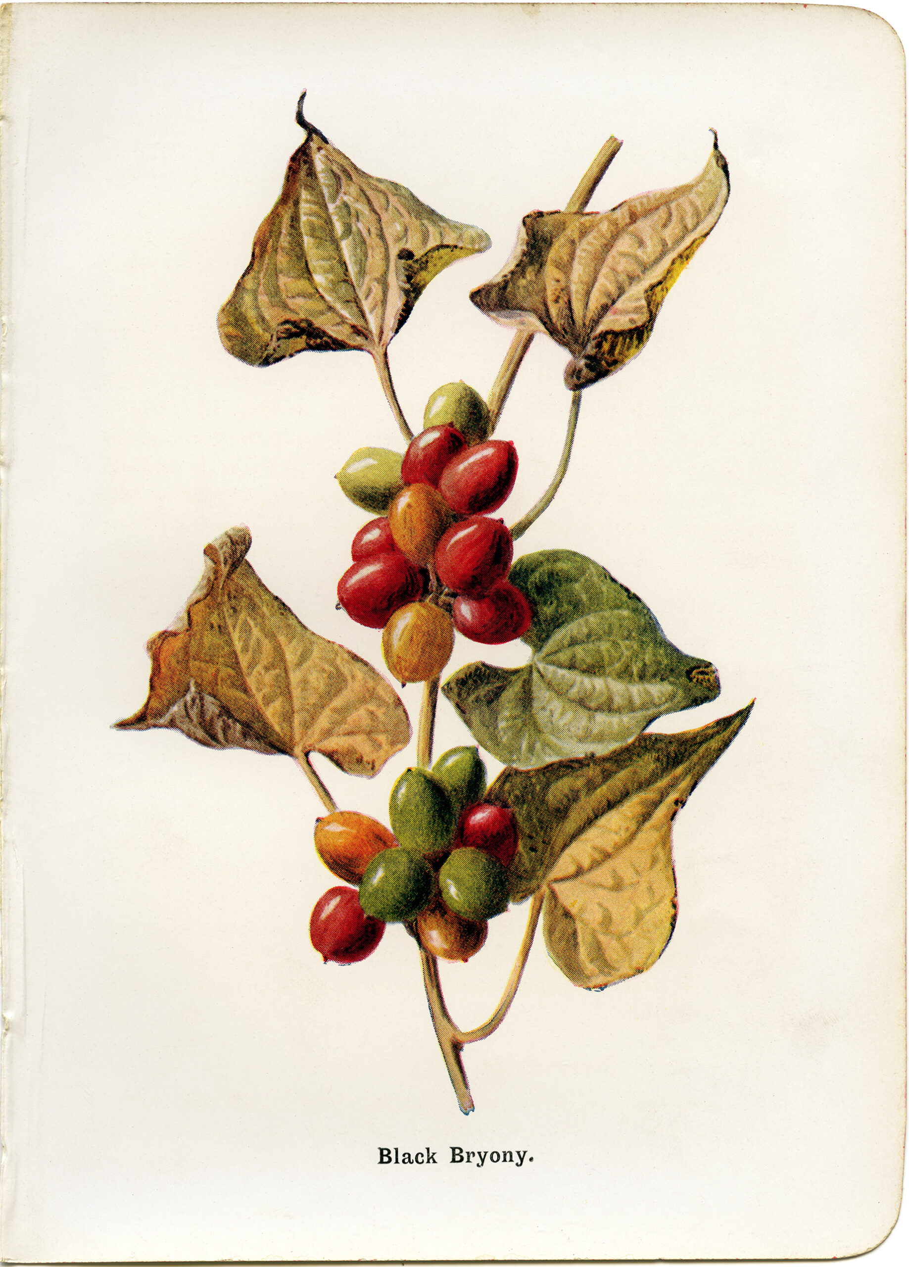 black bryony free vintage botanical clip art illustration