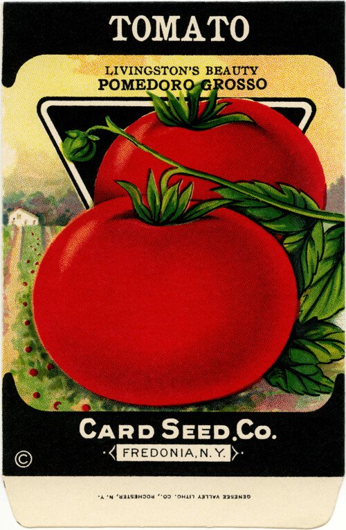 Free vintage clip art tomato seed packet