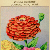 French Seed Packet Label Zinnia Free Vintage Clipart