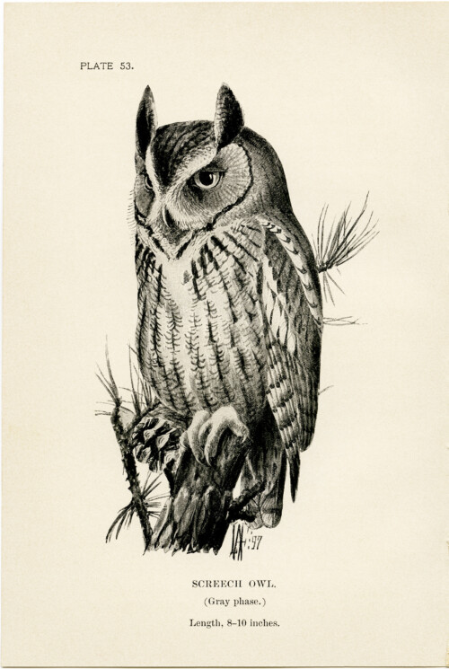 Free vintage clip art screech owl