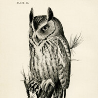 Free vintage clip art screech owl